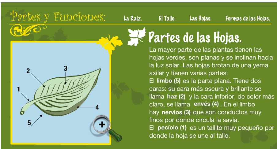 Las plantas | Recurso educativo 35207