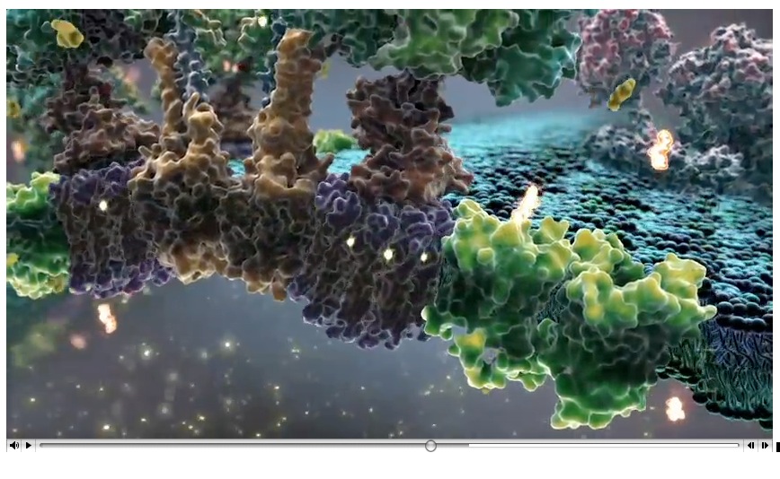 Video: BioVisions, Mitochondria, powering the cell | Recurso educativo 39792
