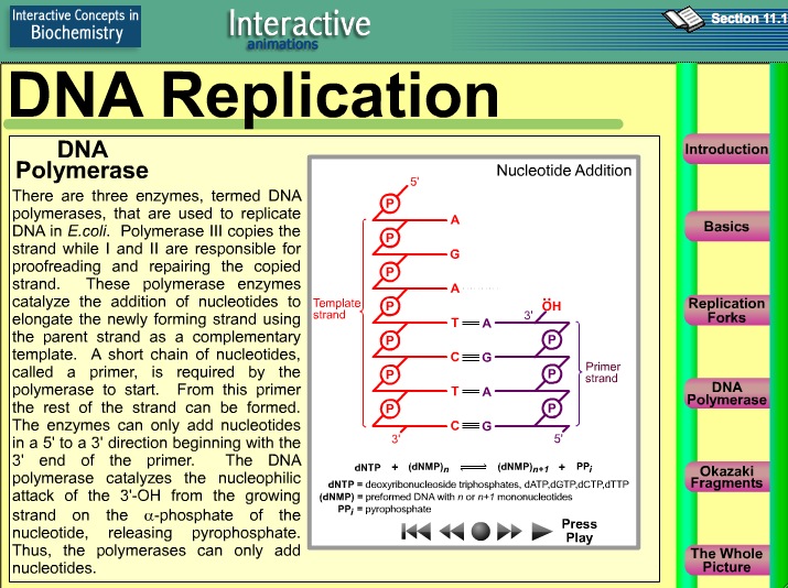 Video: DNA Replication | Recurso educativo 39916