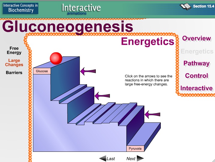 Video: Gluconeogenesis | Recurso educativo 39920