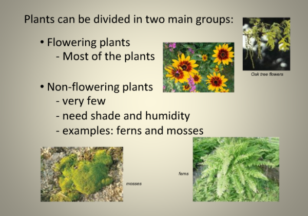 Plants | Recurso educativo 40401