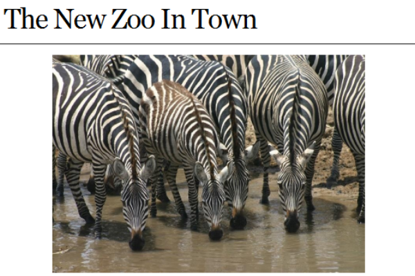 Website: The new zoo in town | Recurso educativo 43012