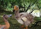 El dodo, un fósil que conocimos | Recurso educativo 44735