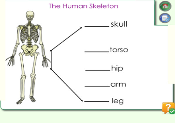 The human skeleton | Recurso educativo 45247