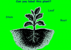 Labelling a green plant | Recurso educativo 46787