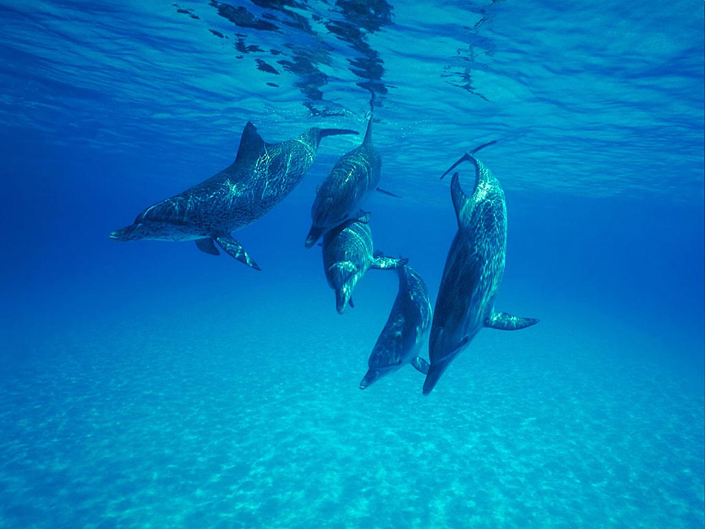 Fotografía: cuantificación y suma de delfines | Recurso educativo 47107