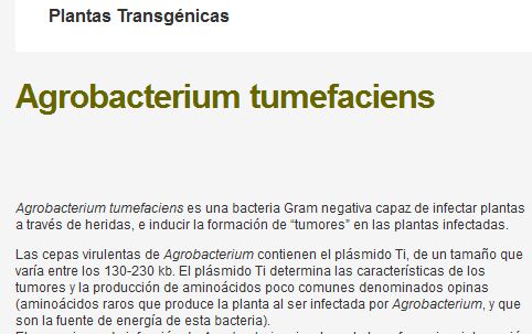 Agrobacterium tumefaciens | Recurso educativo 48096