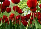 Tulipanes rojos | Recurso educativo 48853