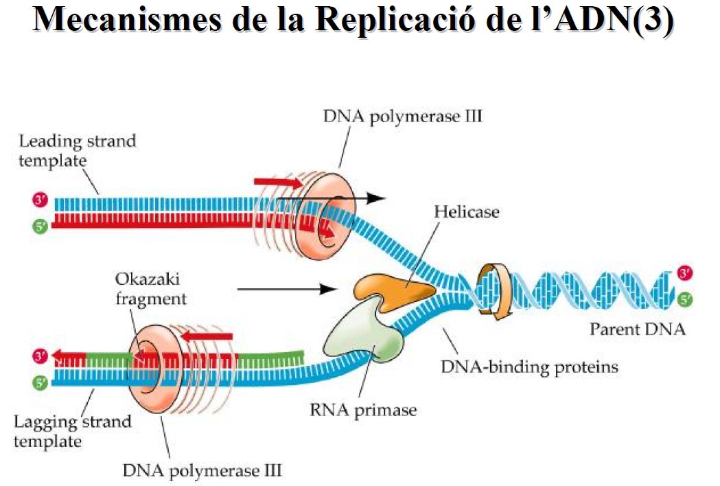 La replicació de l'ADN | Recurso educativo 49517