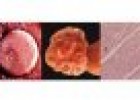 Las células madre embrionarias | Recurso educativo 52174