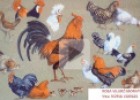 El gall, la gallina i el pollet | Recurso educativo 54354