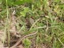 Vídeo: un lagarto entre la hierba | Recurso educativo 14395