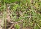 Vídeo: un lagarto entre la hierba | Recurso educativo 14395