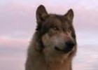 Vídeo: el aullido del lobo | Recurso educativo 17934