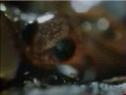 Embriones de salamandra | Recurso educativo 22239