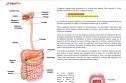 El aparato digestivo | Recurso educativo 26459