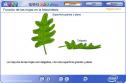 Función de las hojas en la fotosíntesis | Recurso educativo 2704