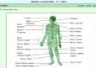 El encéfalo y la médula espinal | Recurso educativo 27607