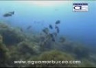 Buceando en las Islas Columbretes | Recurso educativo 28063
