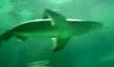 Tiburón gris (Carcharhinus plumbeus) | Recurso educativo 3619
