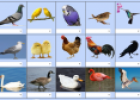 Birds I (matching game) | Recurso educativo 9144