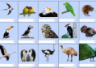 Birds II (matching game) | Recurso educativo 9145