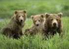 Fotografía: cuantificación de un conjunto de osos y resta | Recurso educativo 9819
