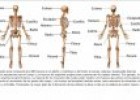 El esqueleto humano | Recurso educativo 65472