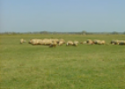 La "puszta" hongaresa: entre ovelles i "suslics"... | Recurso educativo 69040