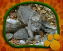 El Maravilloso Mundo de los Animales: Los Tigres | Recurso educativo 70852