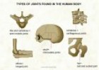 Types of joints | Recurso educativo 73221