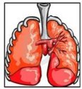 Biología de los pulmones y de las vías respiratorias | Recurso educativo 76230