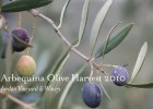 Arbequina olive harvest | Recurso educativo 89064
