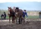 Traditional Horse Ploughing | Recurso educativo 89532