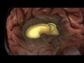 [4] Cuerpo Humano al Límite - El Cerebro [Parte 1] | Recurso educativo 91542