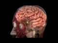 [4] Cuerpo Humano al Límite - El Cerebro [Parte 2] | Recurso educativo 91543