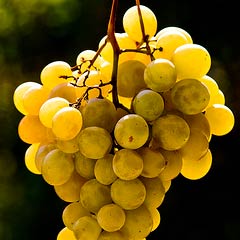 ¿Por qué se comen 12 uvas en las campanadas de Nochevieja? - Saberia.com | Recurso educativo 91723
