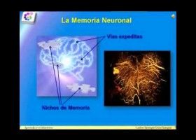 Estructura y Funcionamiento del Sistema Nervioso Central | Recurso educativo 100953