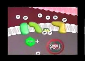 fosforilacion oxidativa | Recurso educativo 115124