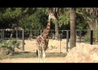 Girafa (Giraffa camelopardalis rothschildi) | Recurso educativo 675963