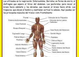 El sistema muscular | Recurso educativo 677295