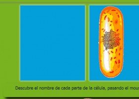 ¡Conozcamos nuestras células! | Recurso educativo 680495