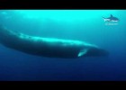 La ballena azul | Recurso educativo 684231