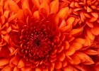 Chrysanthemum.jpg | Recurso educativo 684521