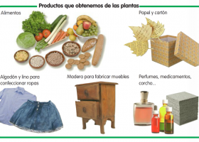 Productos que obtenemos de las plantas | Recurso educativo 686438