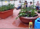 Cómo cultivar tomates | Recurso educativo 687141