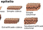 Epitelio | Recurso educativo 737533