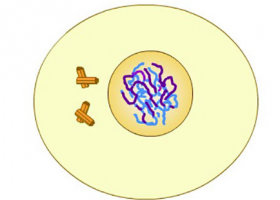 Meiosis, cell division animation | Recurso educativo 739421