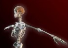 L'esquelet humà | Recurso educativo 739764