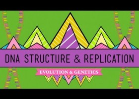 DNA Structure and Replication: Crash Course Biology | Recurso educativo 748662